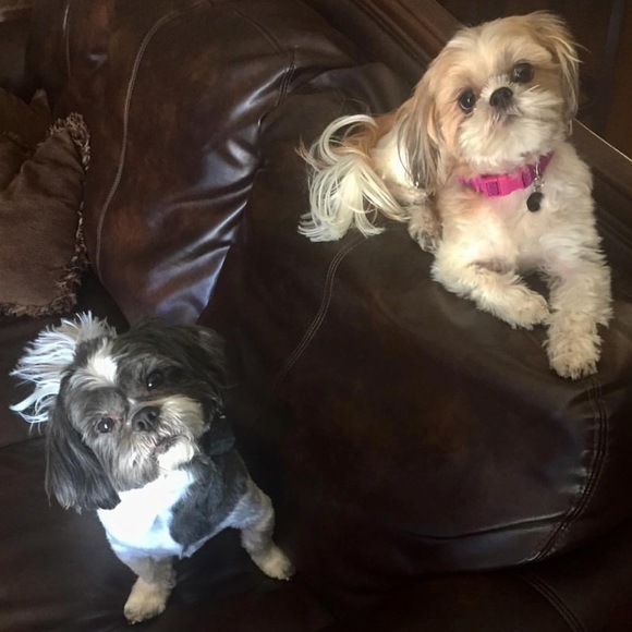 I'm • A • Dog • Mom 🐶🐾 - Picture 3 of 6