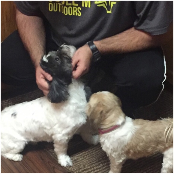 I'm • A • Dog • Mom 🐶🐾 - Picture 4 of 6