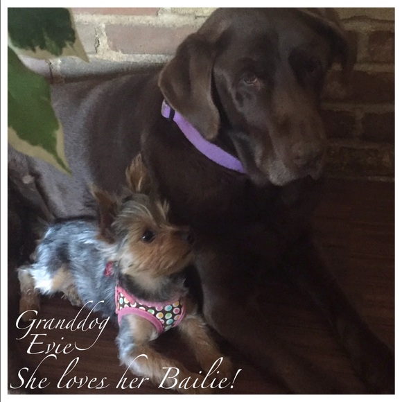 I'm • A • Dog • Mom 🐶🐾 - Picture 5 of 6