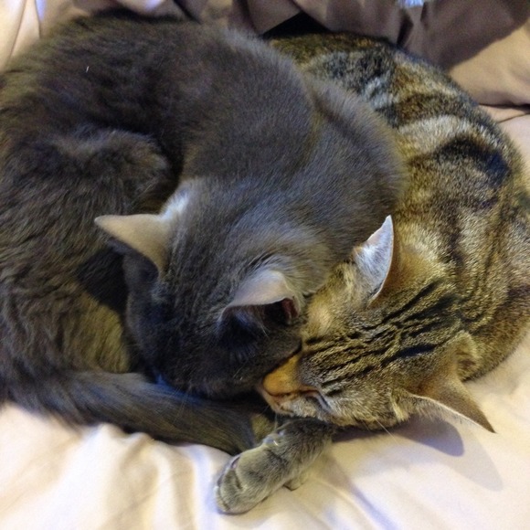 Kitty love 💕🐱🐱
