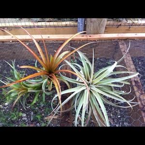 Air plant! Silver or red your choice!