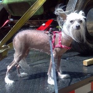 Naughty CHINBERRY (CHINA)