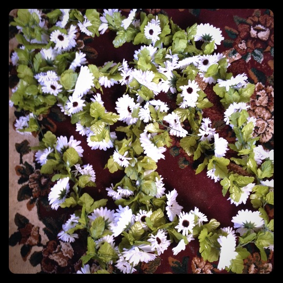 Long stream of daisy flowers