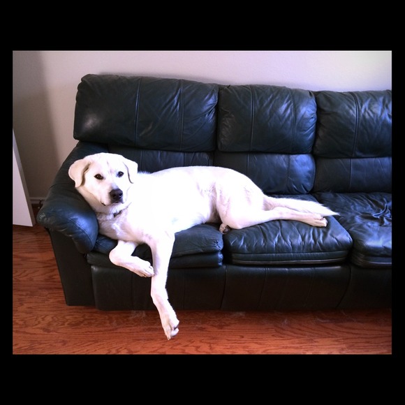 Our dog Cash!!! Great Pyrenees! :)