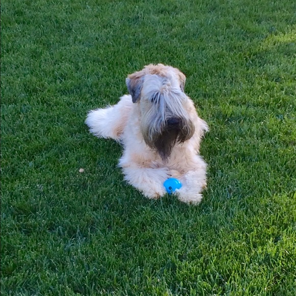 Posh Ambassador 🛍Buyer, Seller, & Stylist - Picture 7 of 12