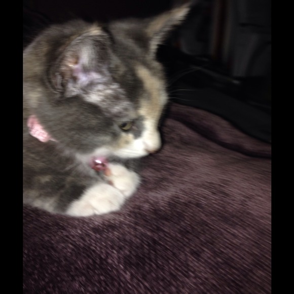 My new family member, Rory