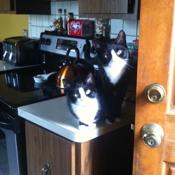 HELP MY MOMMY SELL 😻 - Picture 2 of 4