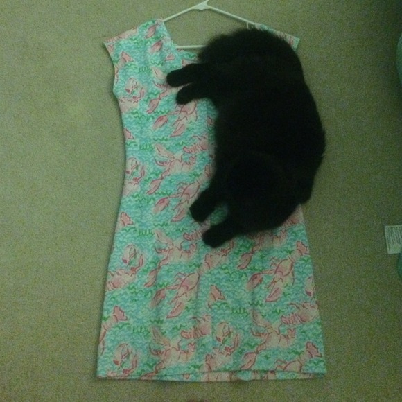 Lobstah roll (&cat)
