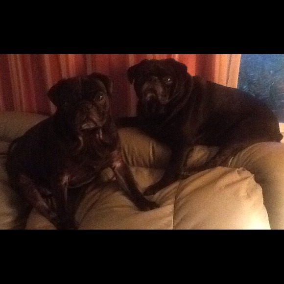 2 of my Furbabies