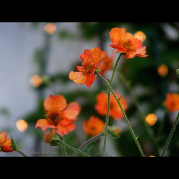 UNDER CONSTRUCTION ADDING MUCH MORE SOON!📐✂ 🔨📷 - Picture 4 of 4