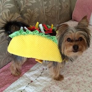 Taco costume & highlighters