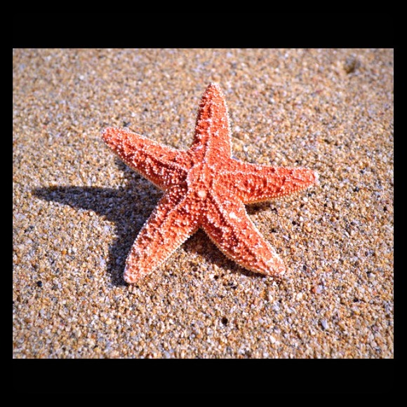Starfish hair clips.