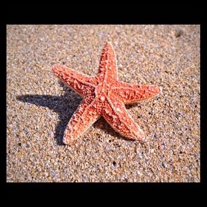 Starfish hair clips.