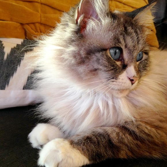 Meet my mascot. Princess Puffy Pantz. - Picture 1 of 4