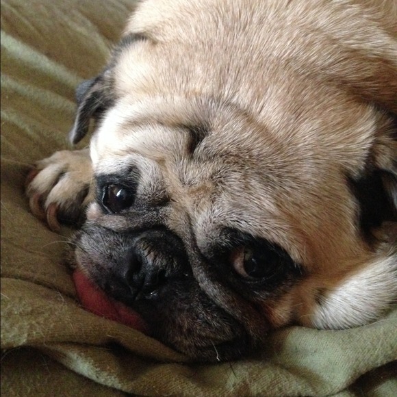 🐶My Pug🐶 - Picture 2 of 2