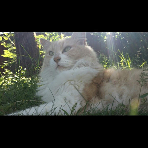 FOR SALE!!!!!! - Picture 2 of 4