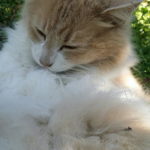 FOR SALE!!!!!! - Picture 3 of 4