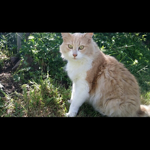 FOR SALE!!!!!! - Picture 4 of 4