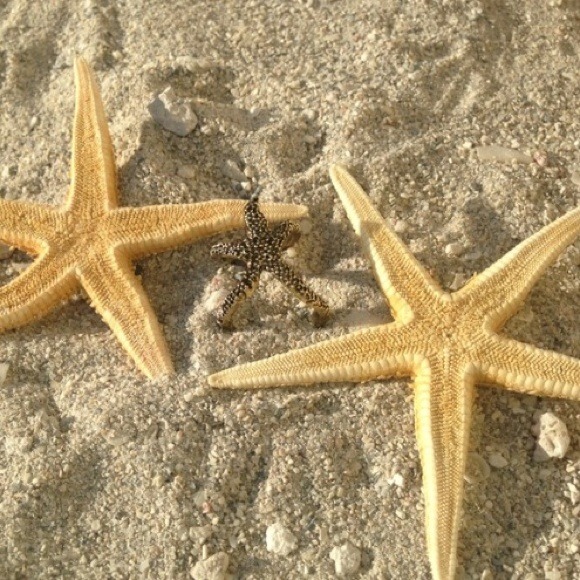 ❌SOLD IN BUNDLE❌ - Picture 4 of 4