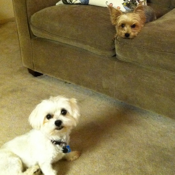 Meet Your Posher! - Picture 3 of 4