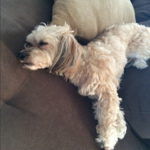 My sleepy puppy😊💞