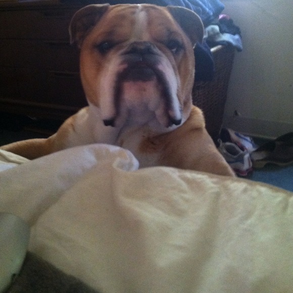 CAPONE ❤️ - Picture 2 of 4