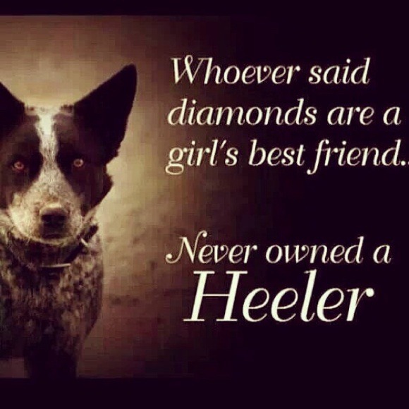 My Crazy Australian Cattle Dog
