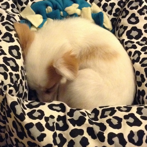 Ellie's bed I made her!!