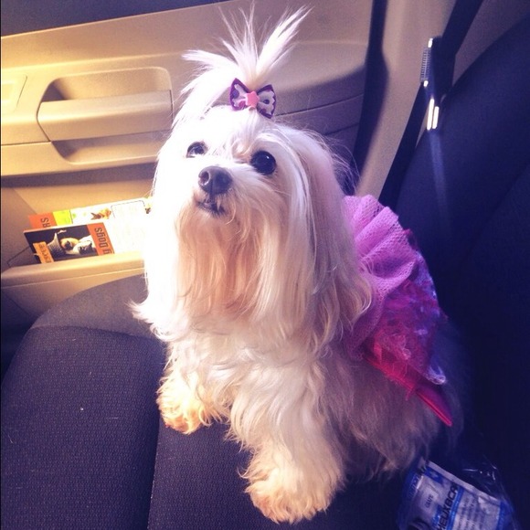 Meet the best poshing dog out there!🌸🌸 - Picture 1 of 3