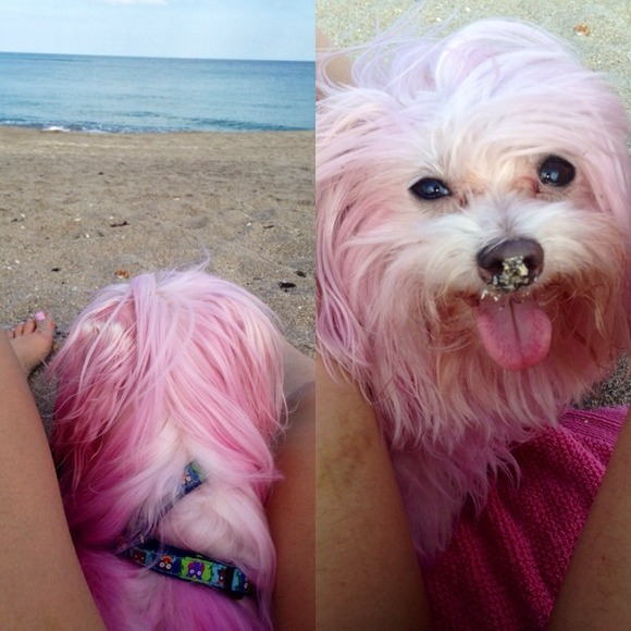 Meet the best poshing dog out there!🌸🌸 - Picture 3 of 3