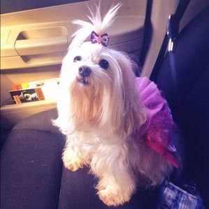 Meet the best poshing dog out there!🌸🌸