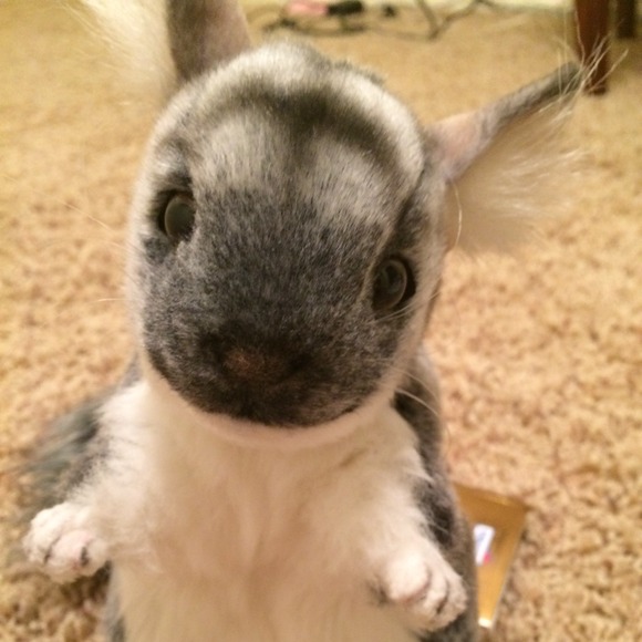 "Sold"Chinchilla stuffed animal