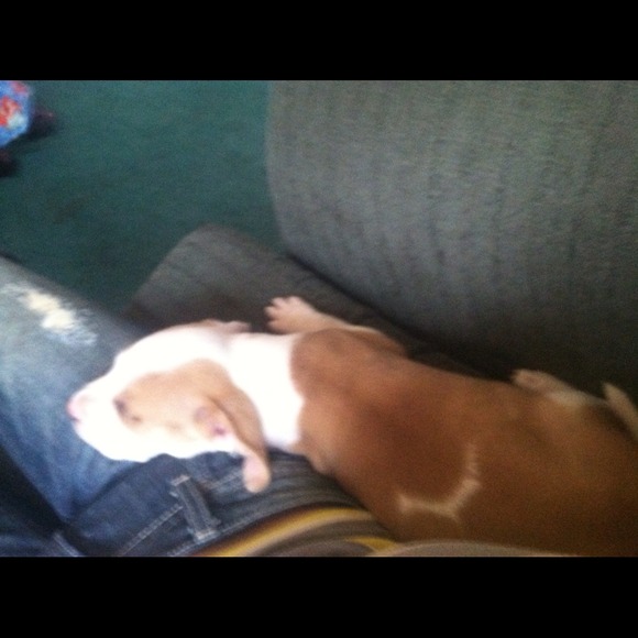 This is my new puppy I got today - Picture 2 of 3