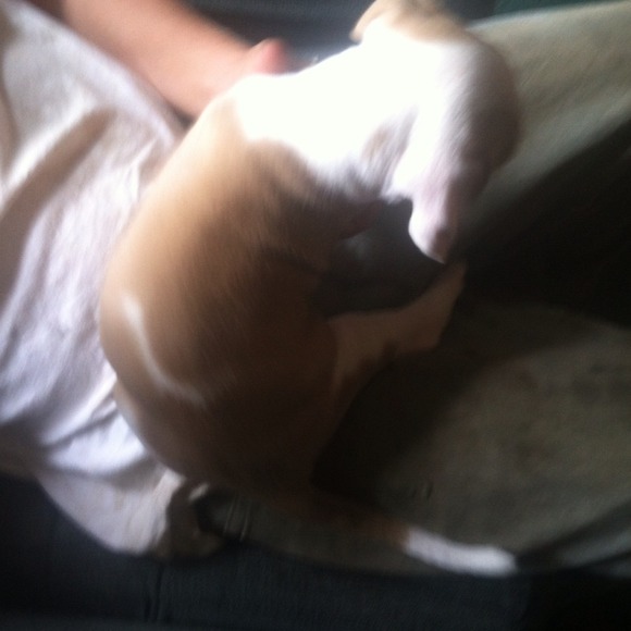 This is my new puppy I got today - Picture 3 of 3