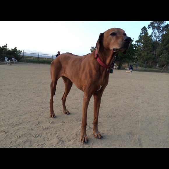 Pet Portrait Example - Picture 2 of 2