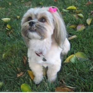 Pet & Couple Portrait