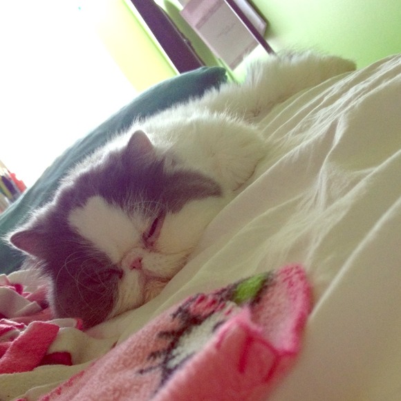 Trying to pay for my baby to get spayed. - Picture 1 of 1