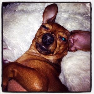 ZIGGY T. EINSTEIN. THE LITTLE MAN