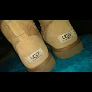 Chestnut Classic Mini