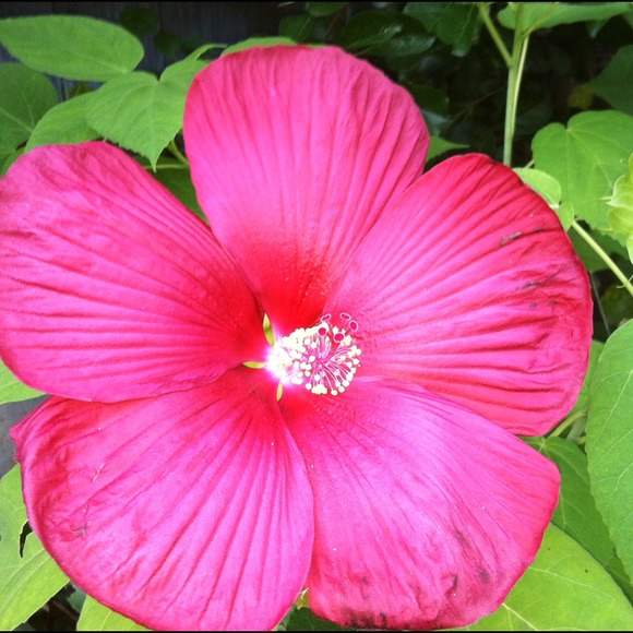 THANK YOU ALL FOR HELPING ME REACH MY GOAL OF 10K - Picture 2 of 4