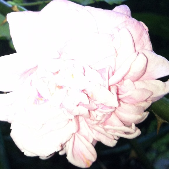 THANK YOU ALL FOR HELPING ME REACH MY GOAL OF 10K - Picture 3 of 4