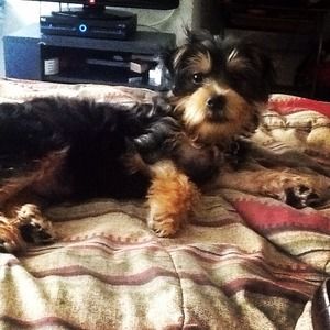 Looking to purchase clothes for my male Yorkie