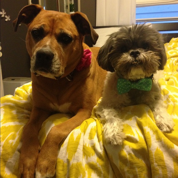 Meet Your Posher, Kristi! - Picture 4 of 4