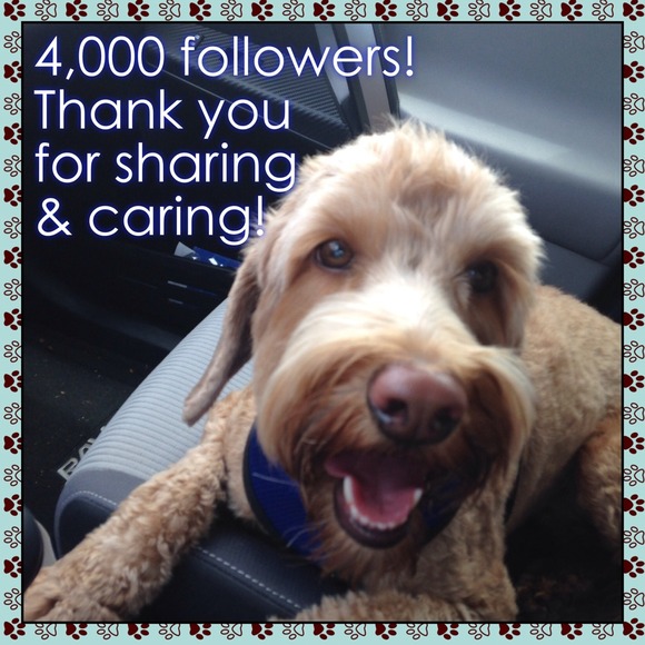 4,000 followers! - Picture 1 of 1