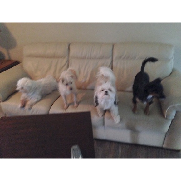 Meet your seller,and buyer!! - Picture 4 of 4