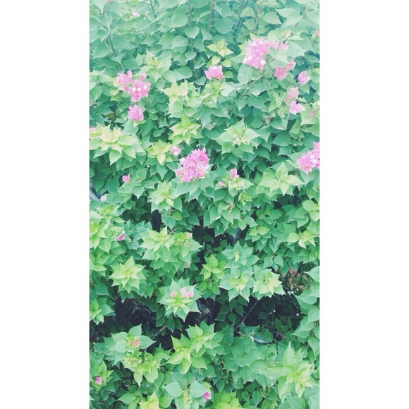 Hi hippies 🌸🌻✌️