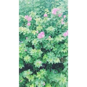 Hi hippies 🌸🌻✌️