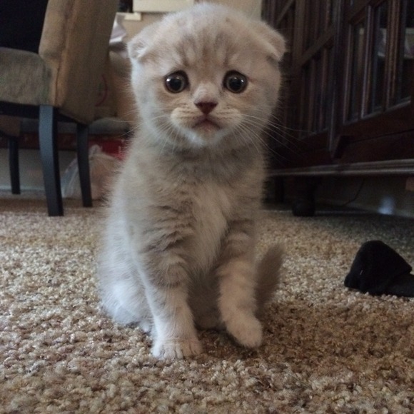 Meet my new fur baby!!!!! - Picture 2 of 4