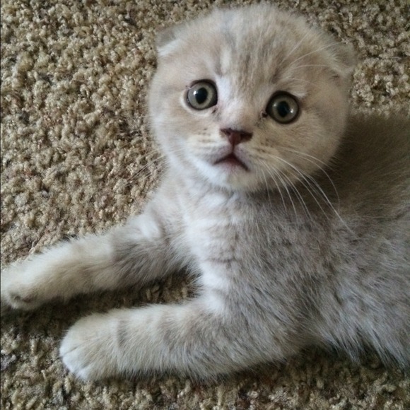 Meet my new fur baby!!!!! - Picture 3 of 4