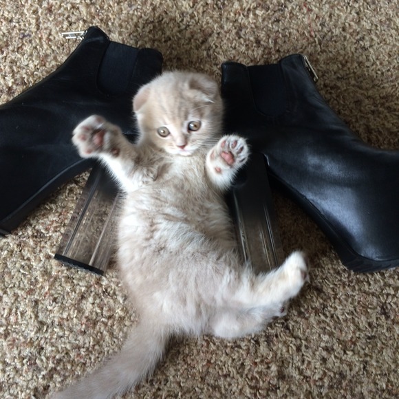 Meet my new fur baby!!!!! - Picture 4 of 4